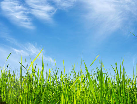 Large Sized Yard Mow & Trim