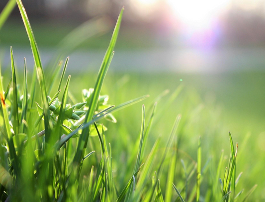 Small Sized Yard Mow & Trim