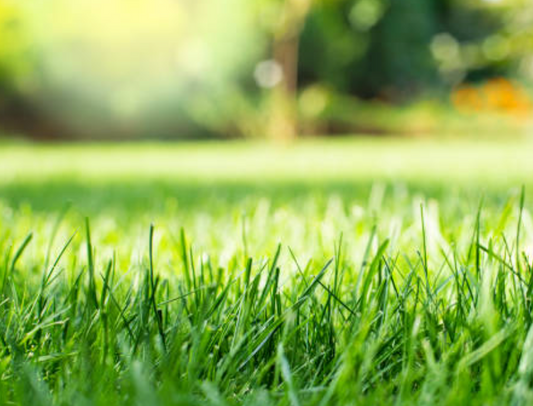 Mid Sized Yard Mow & Trim